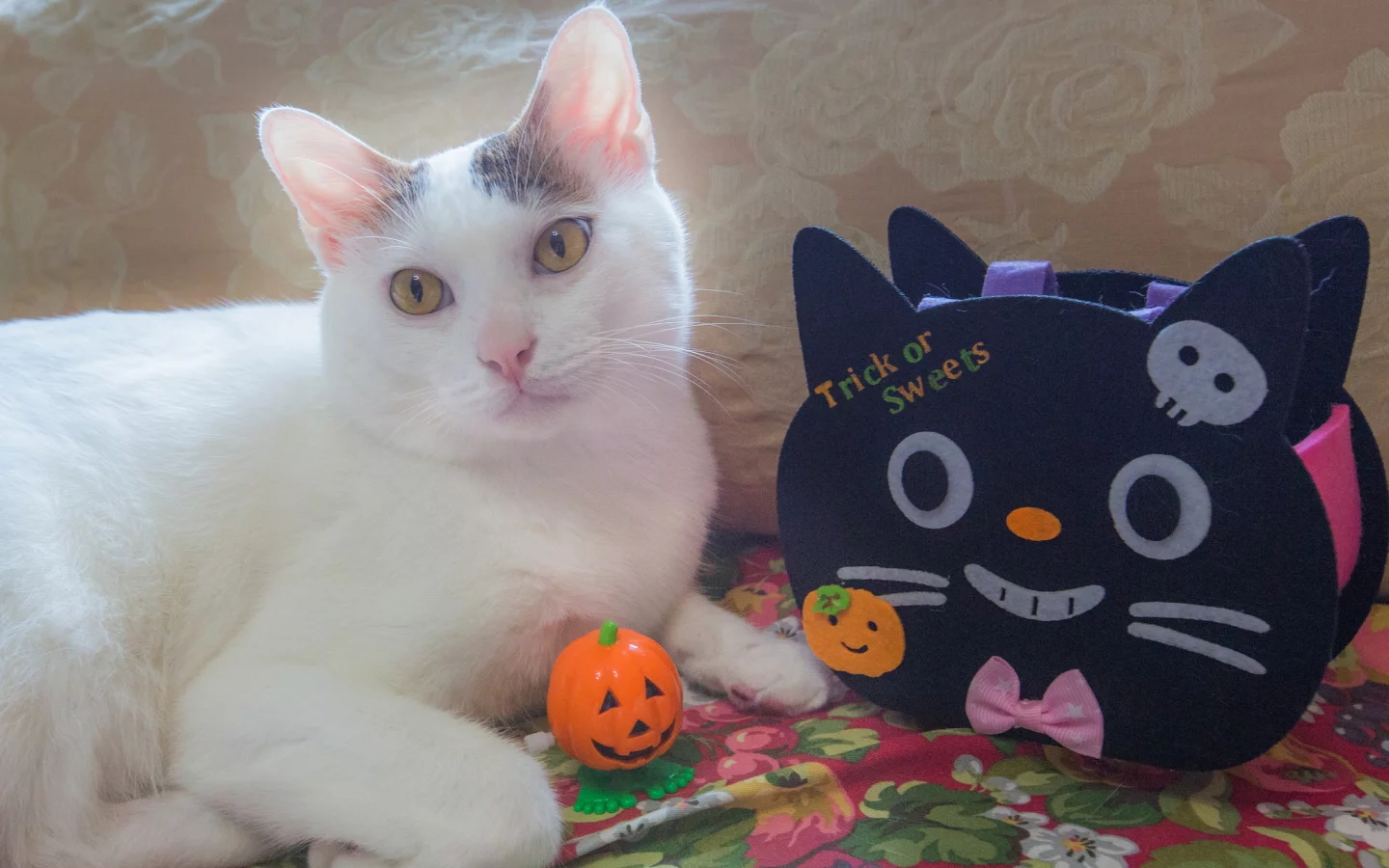 киса, коте, кот, кошка, взгляд, ушки, фон