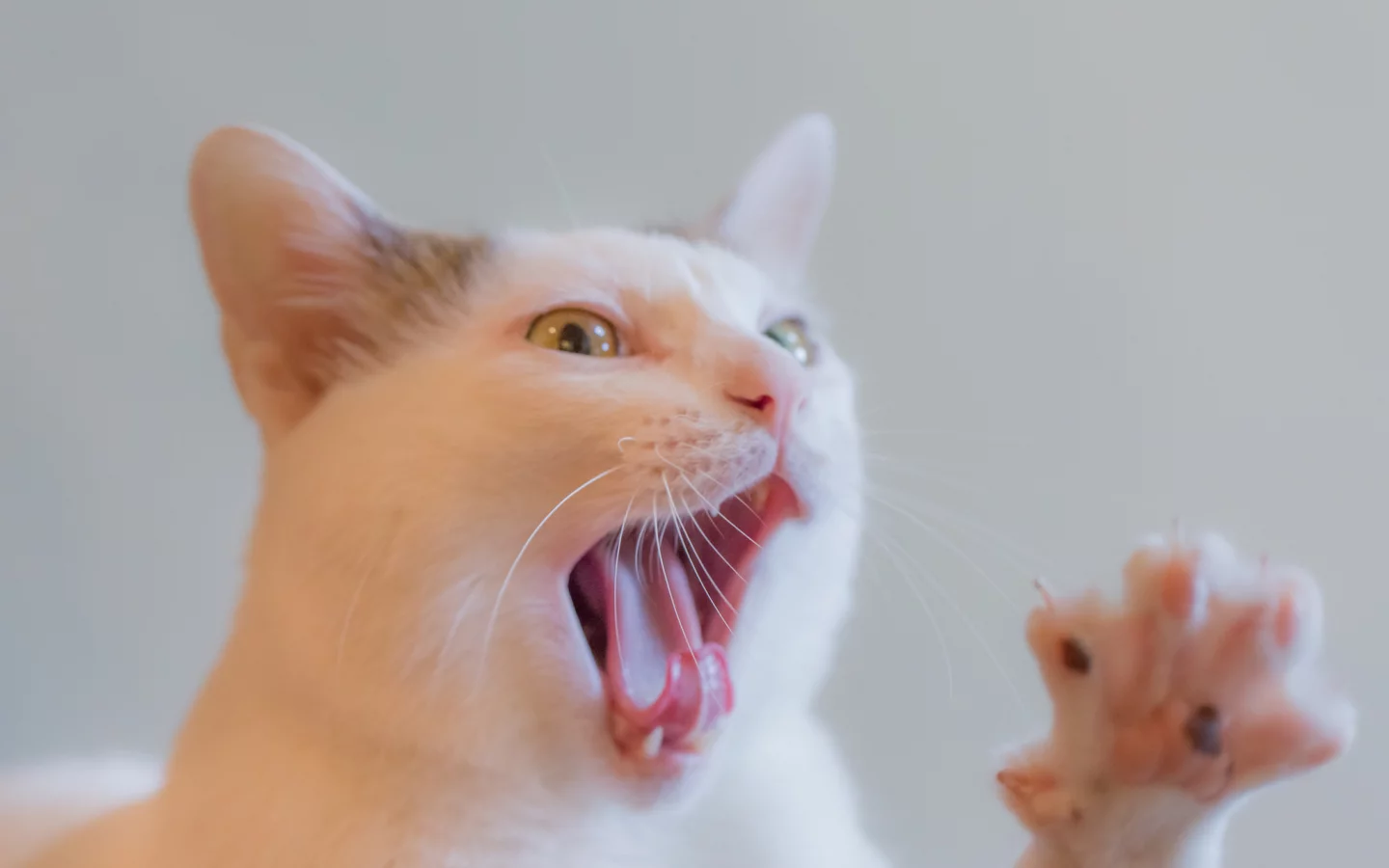 киса, коте, взгляд, усы, ушки