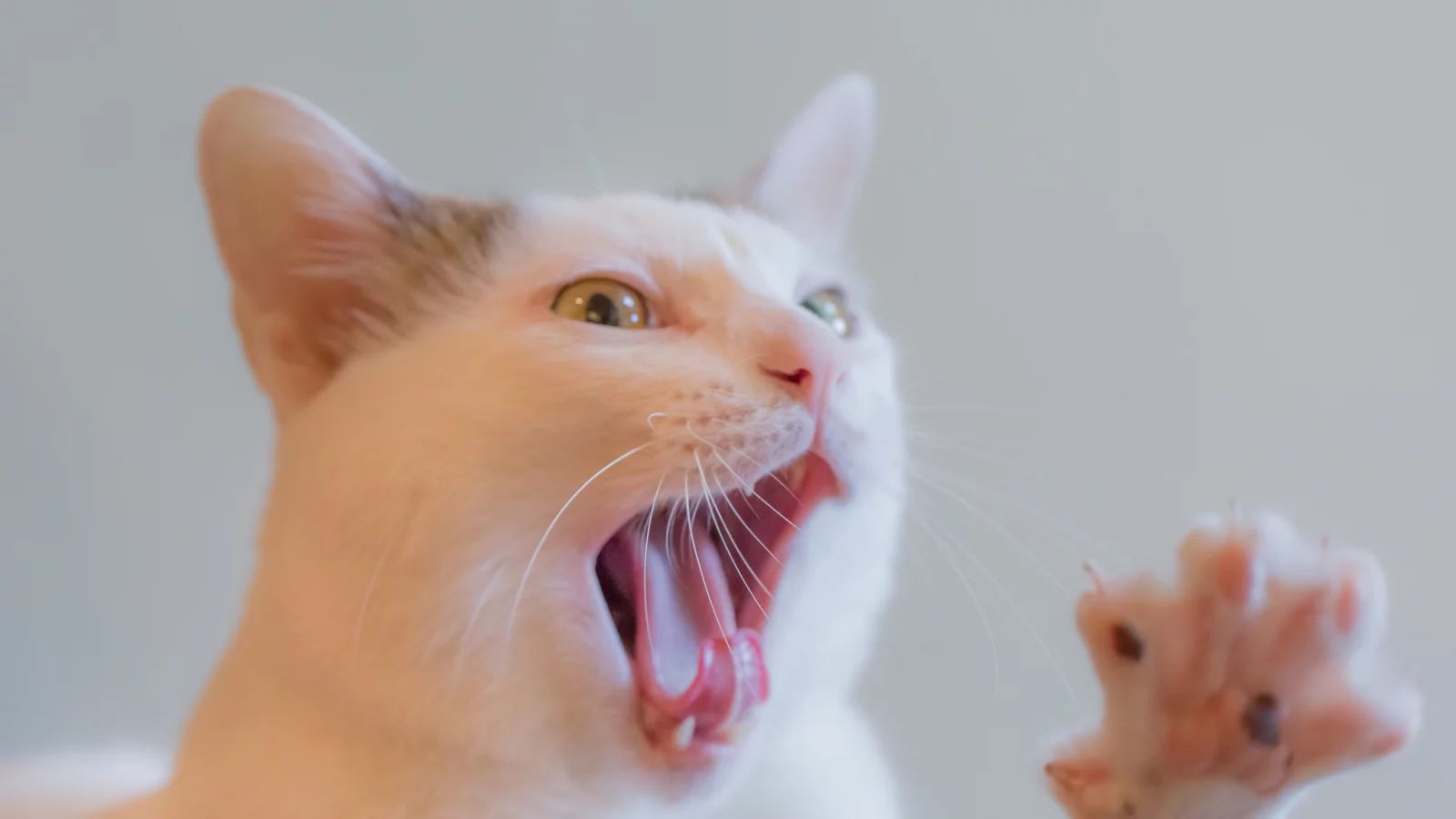киса, коте, взгляд, усы, ушки
