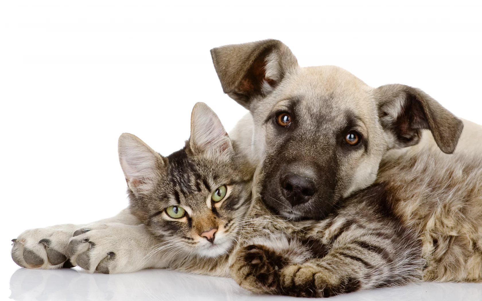 puppy, friends , dog, kitten, друзья, собака, embraces, together, love, кошка, cat