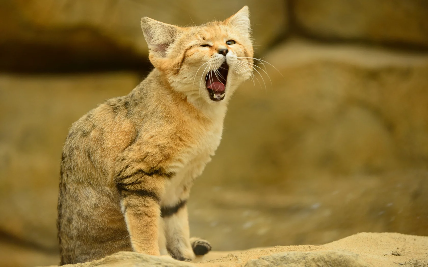 язык, песчаный кот, кошка, взгляд, барханная кошка