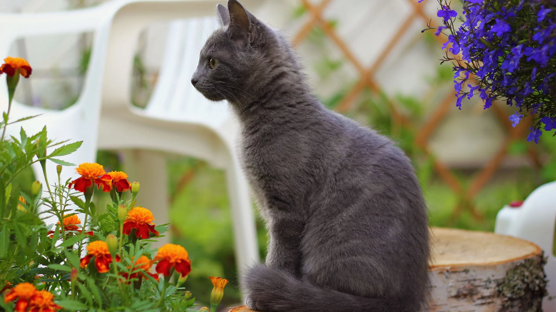 пенек, дымчатый, кот, кошка, бархатцы, цветы, стул