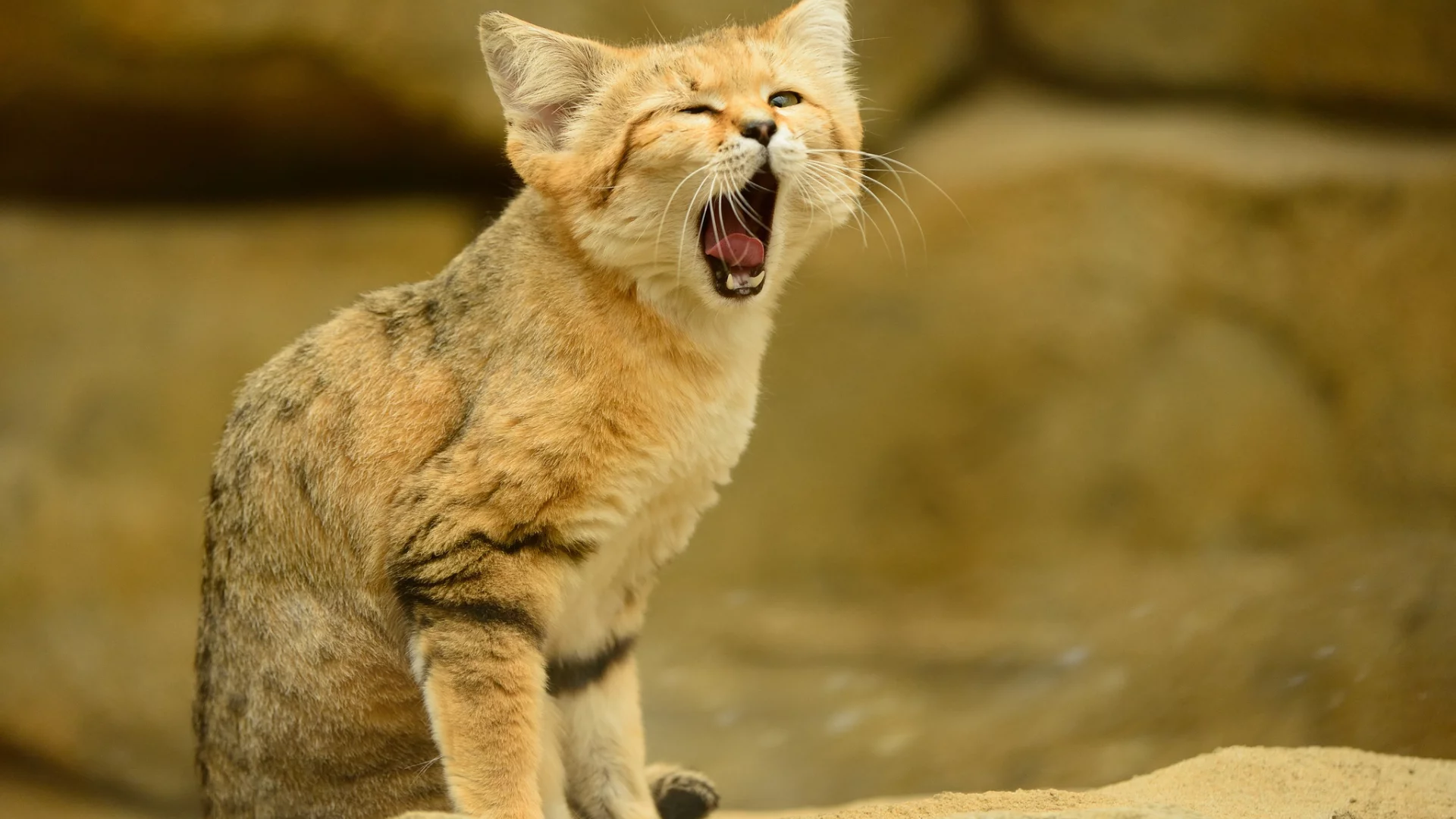 язык, песчаный кот, кошка, взгляд, барханная кошка