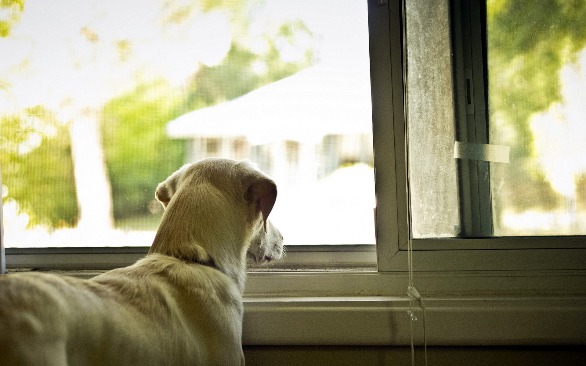 собака, окно, дом