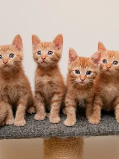подставка, рыжие, котята