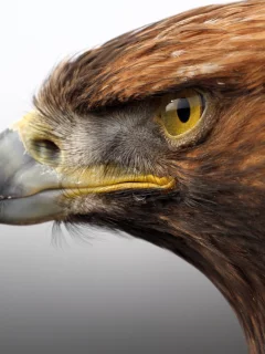 клюв, птица, golden eagle, золотой орел, хищник, голова