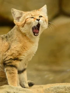 язык, песчаный кот, кошка, взгляд, барханная кошка
