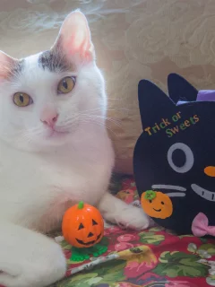 киса, коте, кот, кошка, взгляд, ушки, фон