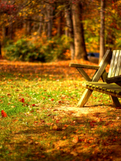 forest, trees, hdr, листья, autumn, road, park, bench, grass, leaves, colors, nature, walk