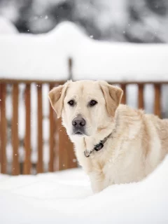 собака, зима, взгляд
