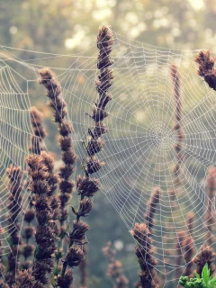 цветы, фон, растение, обои, макро, цветочки, паутина
