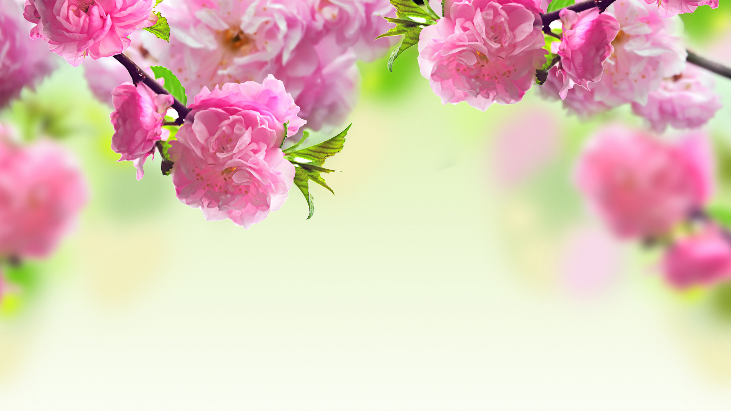розовые, цветение, цветы, весна, ветки
