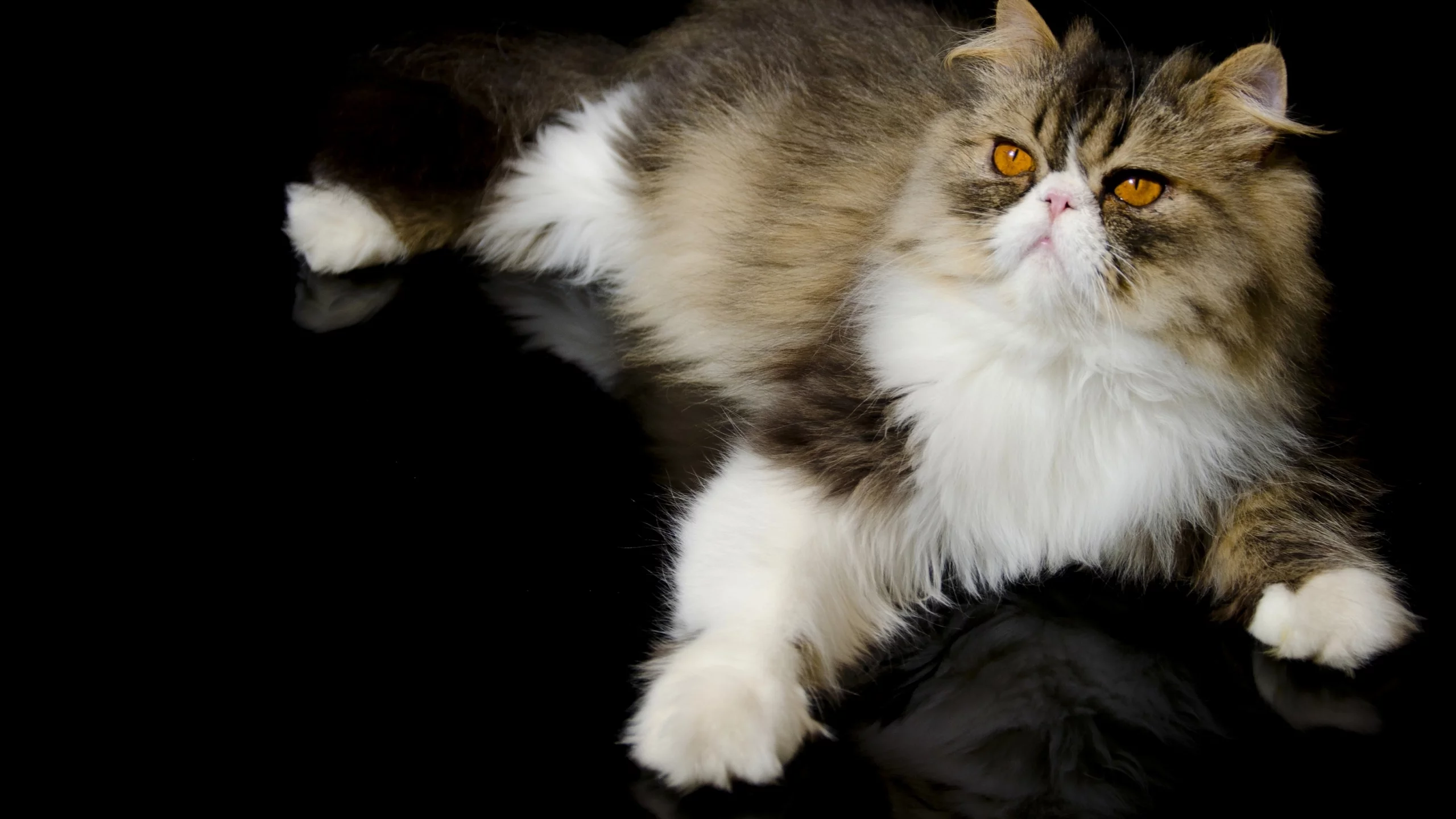 персидская кошка, кот, перс, лапка
