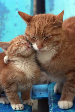 фон, скамья, кошки