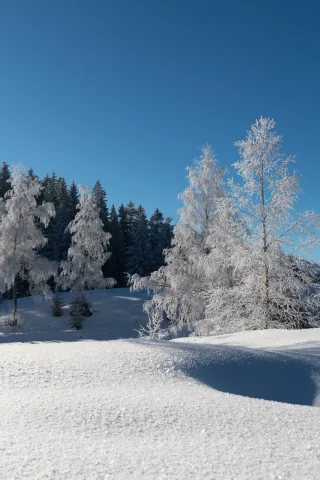 зима, снег, лес, деревья, иней, синее небо