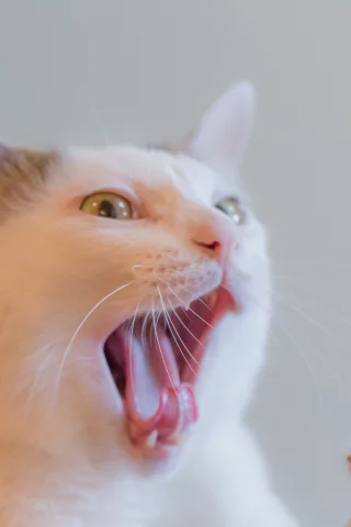 киса, коте, взгляд, усы, ушки