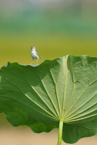 птица, лист