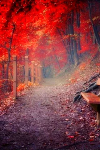 лес, тропинка, скамейка