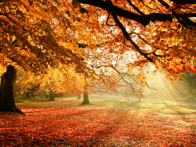 осень, свет, деревья, листва, природа