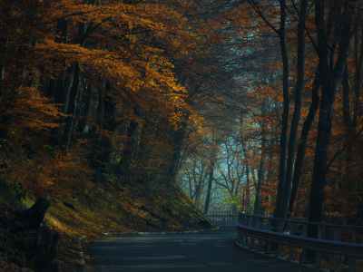 лес, осень, дорога