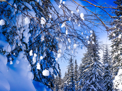 зима, снег, деревья, красота
