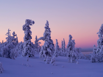 Levi, Lapland, Finland, Леви, Лапландия, Финляндия, зима, снег, деревья, закат