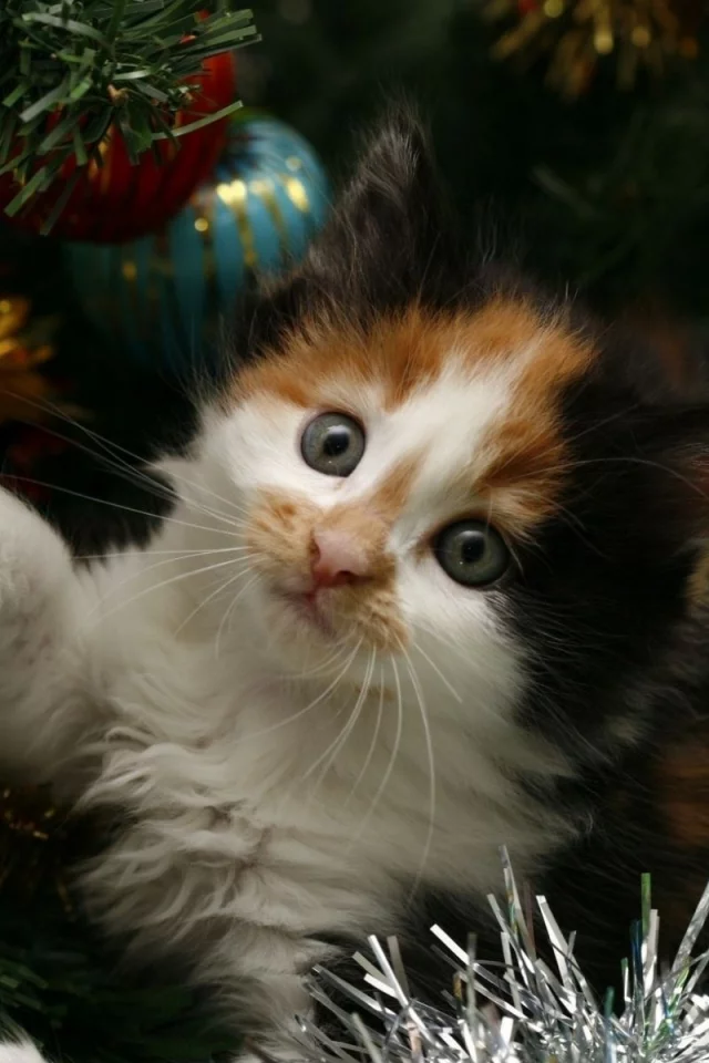 новый год, котенок, елка, мишура, Новый год, праздник, кот, кошка