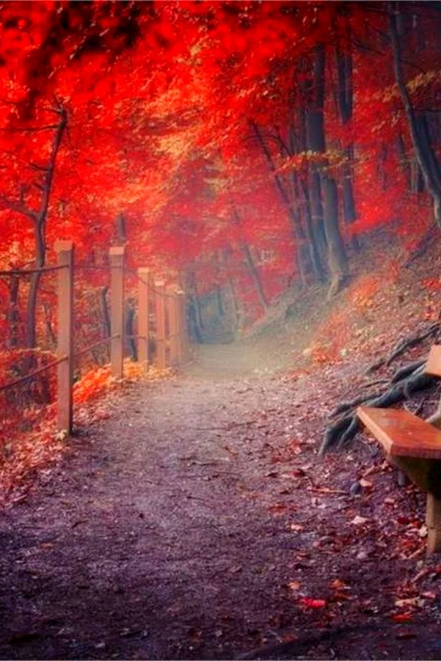 лес, тропинка, скамейка