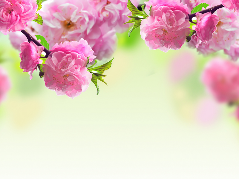розовые, цветение, цветы, весна, ветки