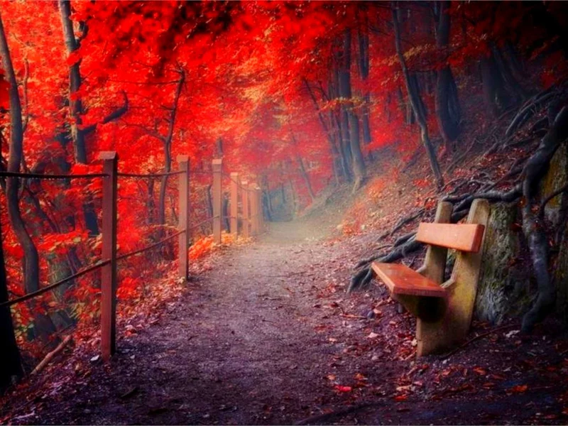 лес, тропинка, скамейка