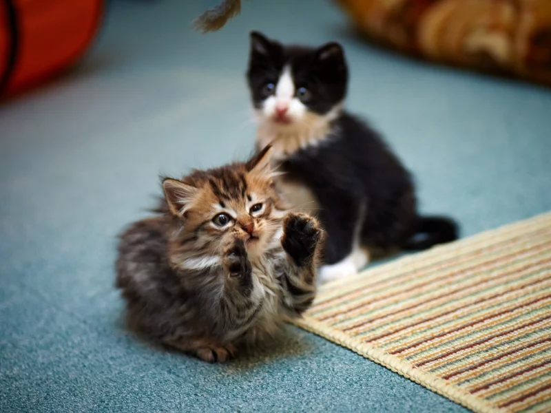 игра, лапы, кошки, котята