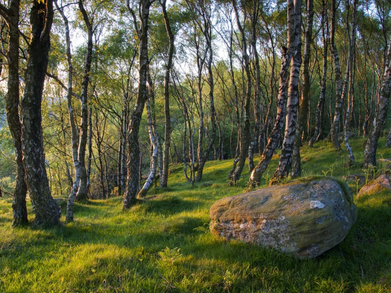 трава, деревья, весна, валун, лес, камень