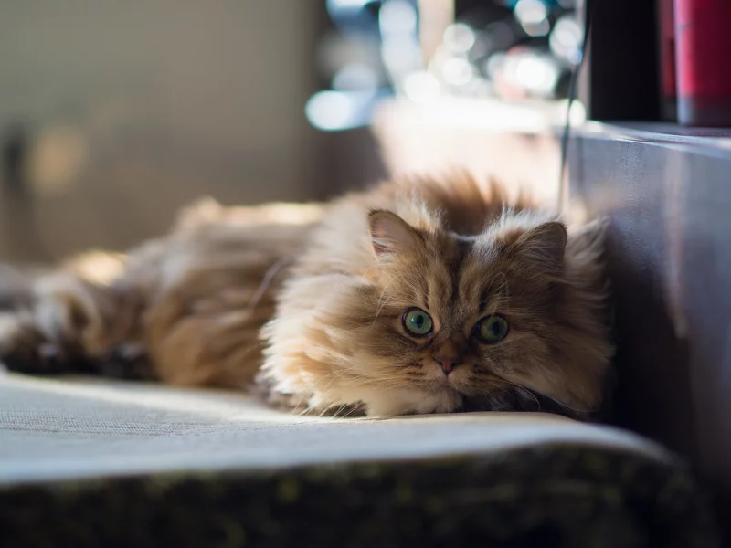 лежа, дом, benjamin torode, ben torode, daisy, кошка