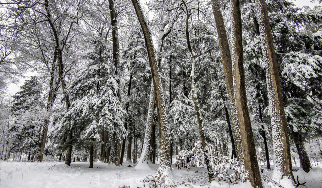 снег, зима, лес, елки, деревья