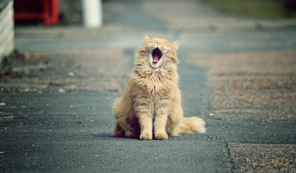 кот, рыжий, зевает
