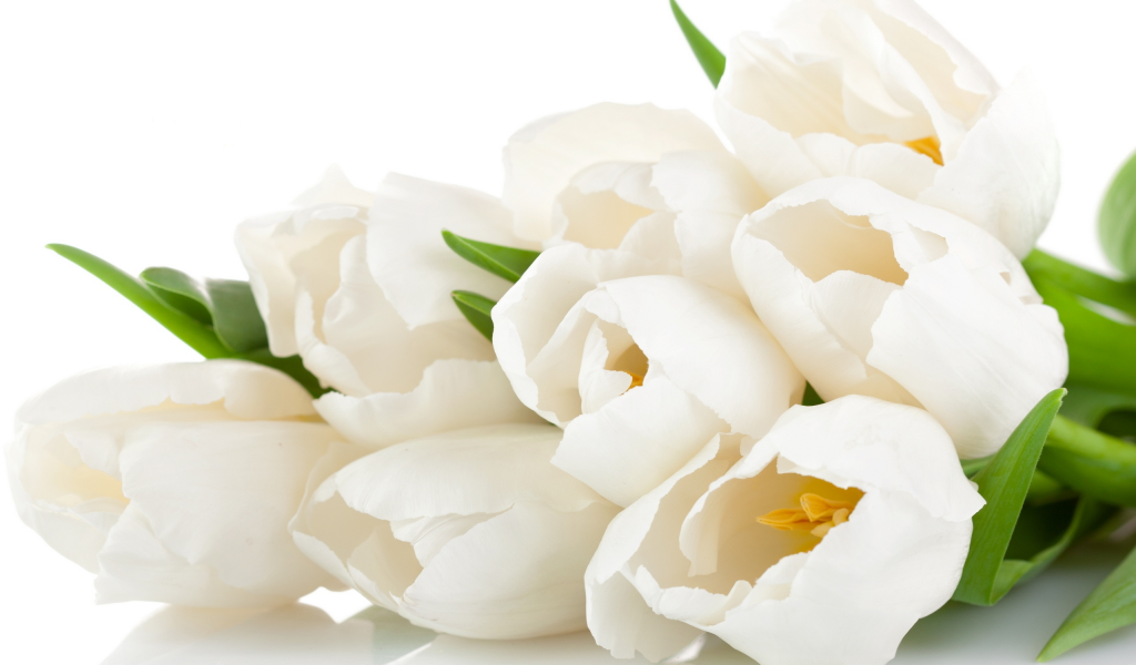 bouquet, tulips, white, тюльпаны, beauty, нежные, petals, flowers, цветы