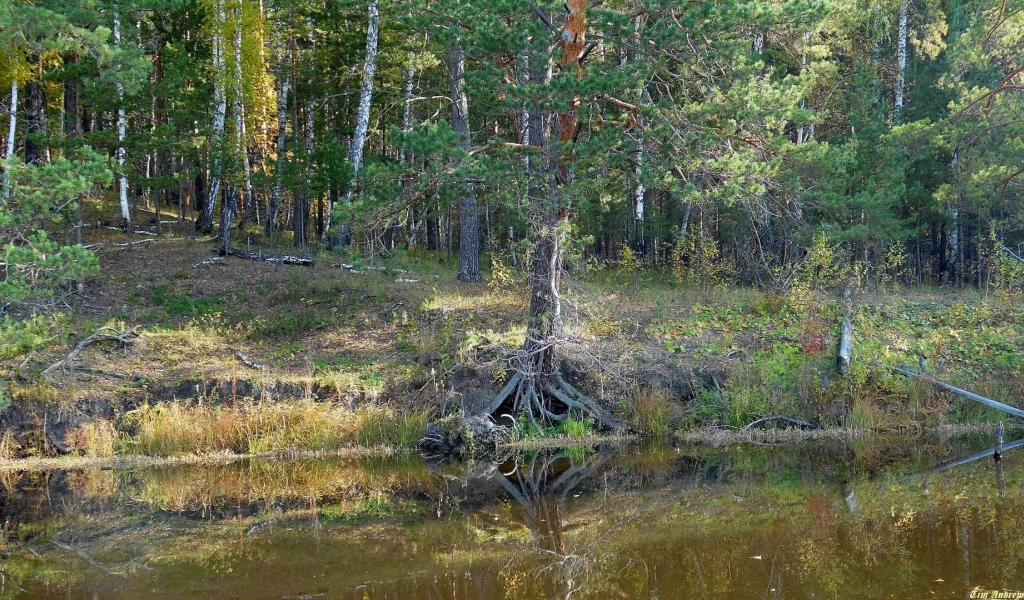 река, берег, деревья