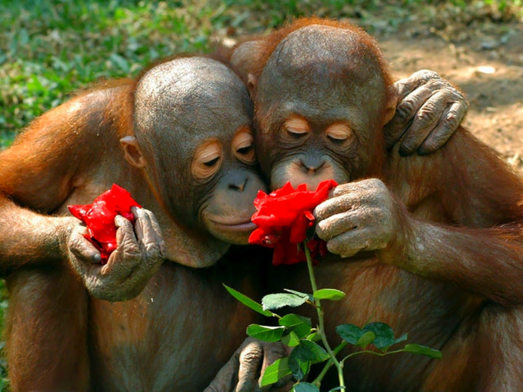 обезьяна, пара, любовь, цветы