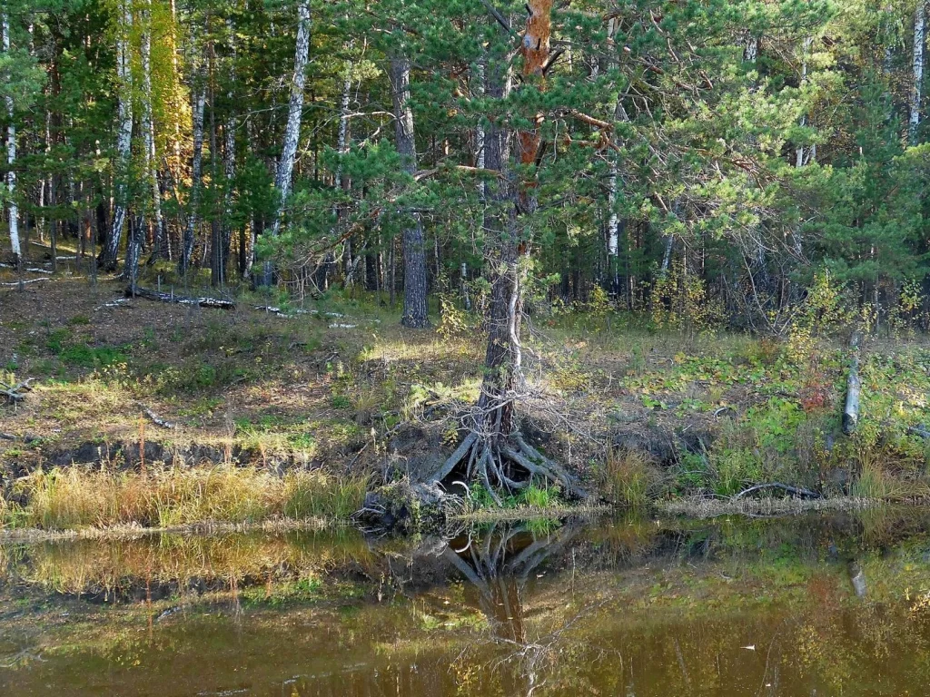 река, берег, деревья