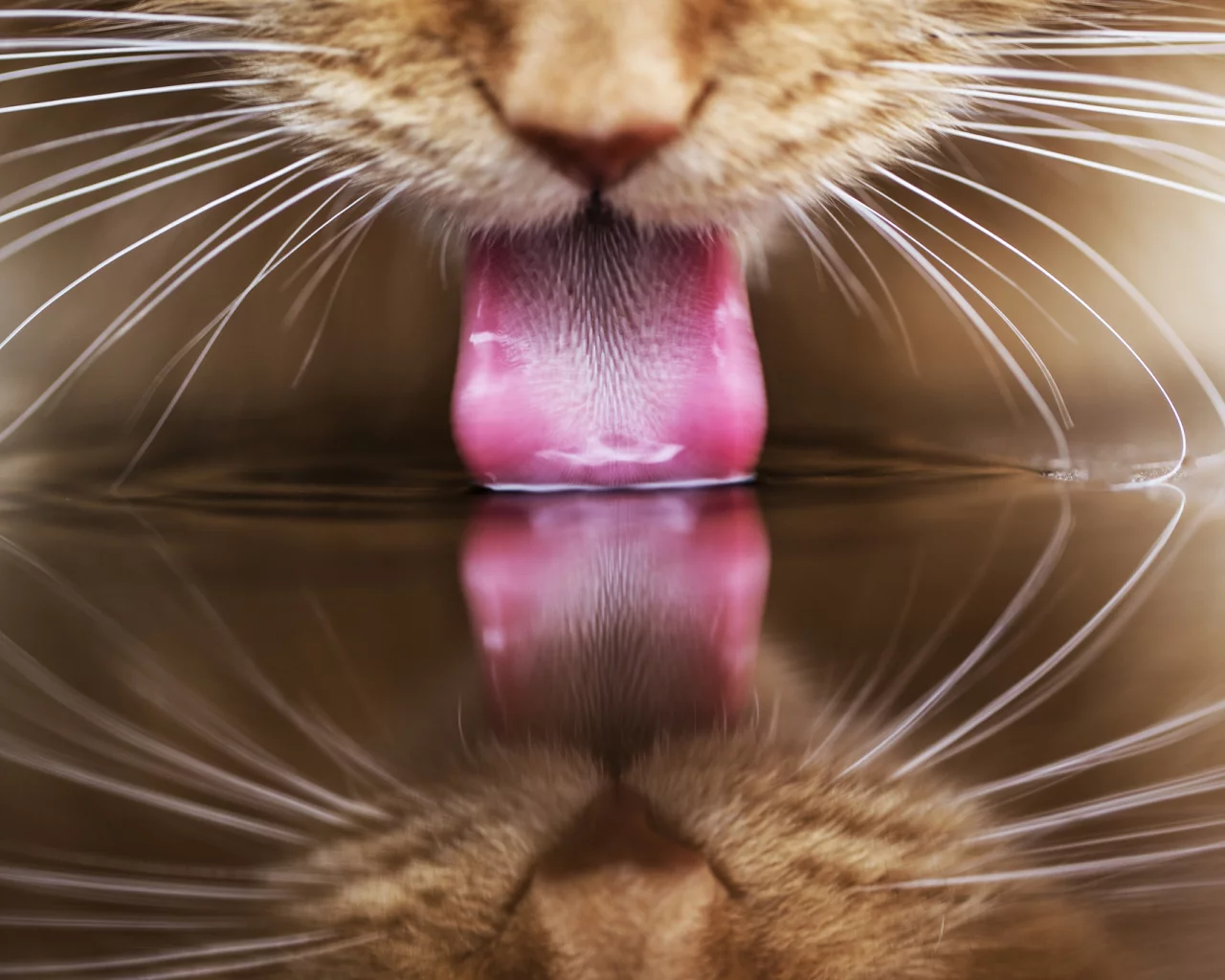пьет, кот, кошка, язык, рыжий, отражение, вода