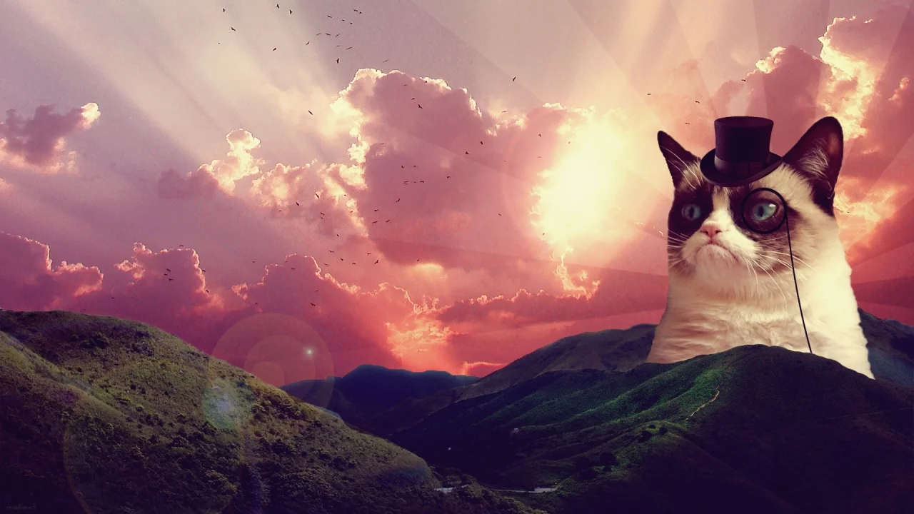 пейзаж, грустный кот, grumpy cat, восход