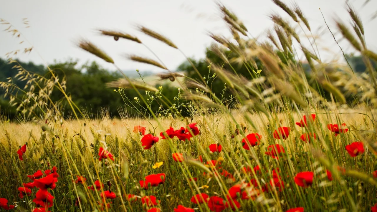 пшеница, цветочки, мак, цветы, flower, колоски, колосья