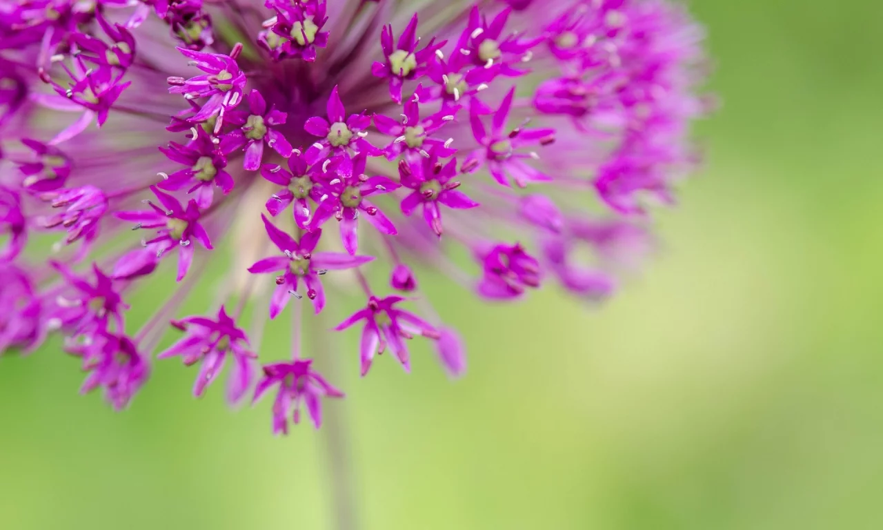 розовый, цветочки, flower, цветы, макро, цветочек