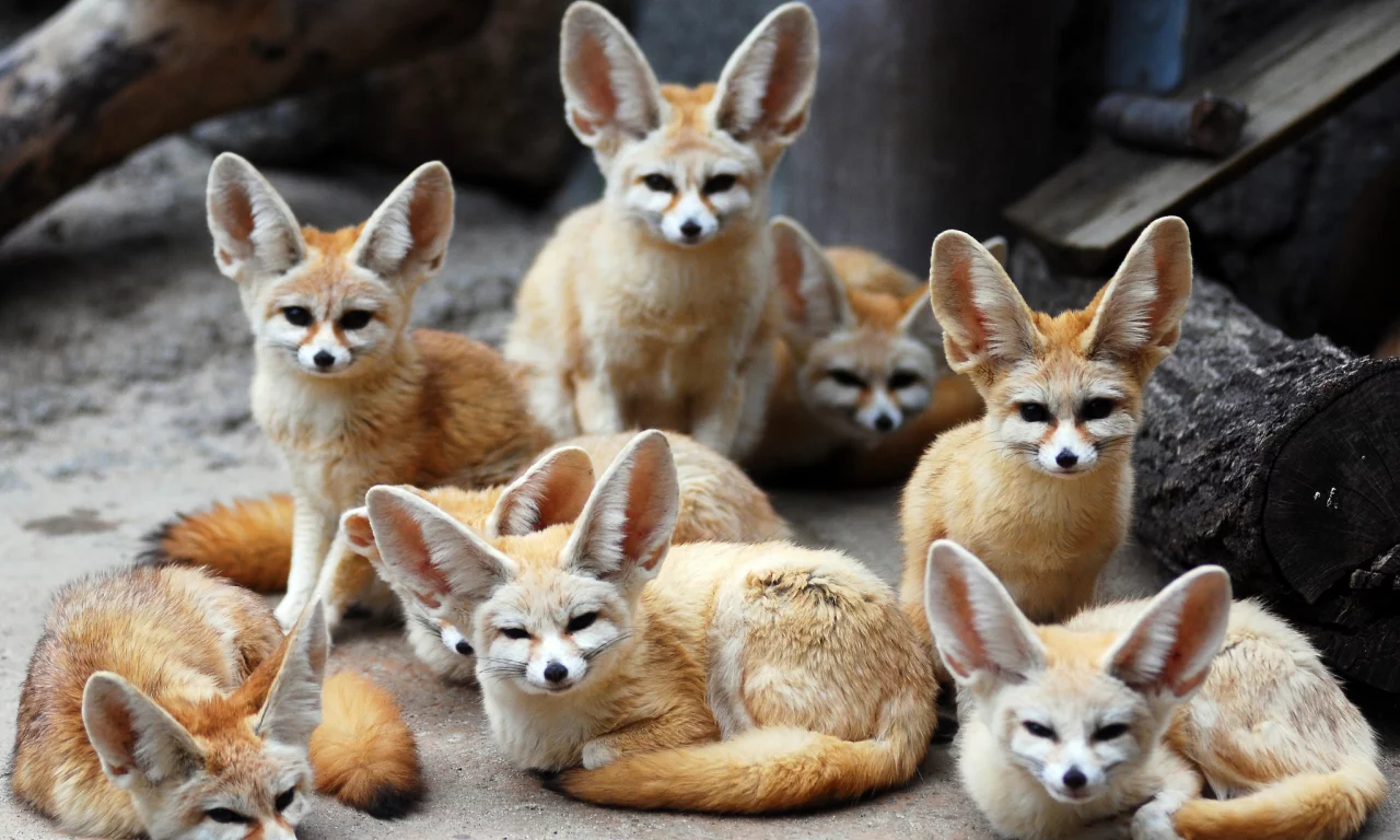 фенек, ушастые, животные, лисы, fennec fox