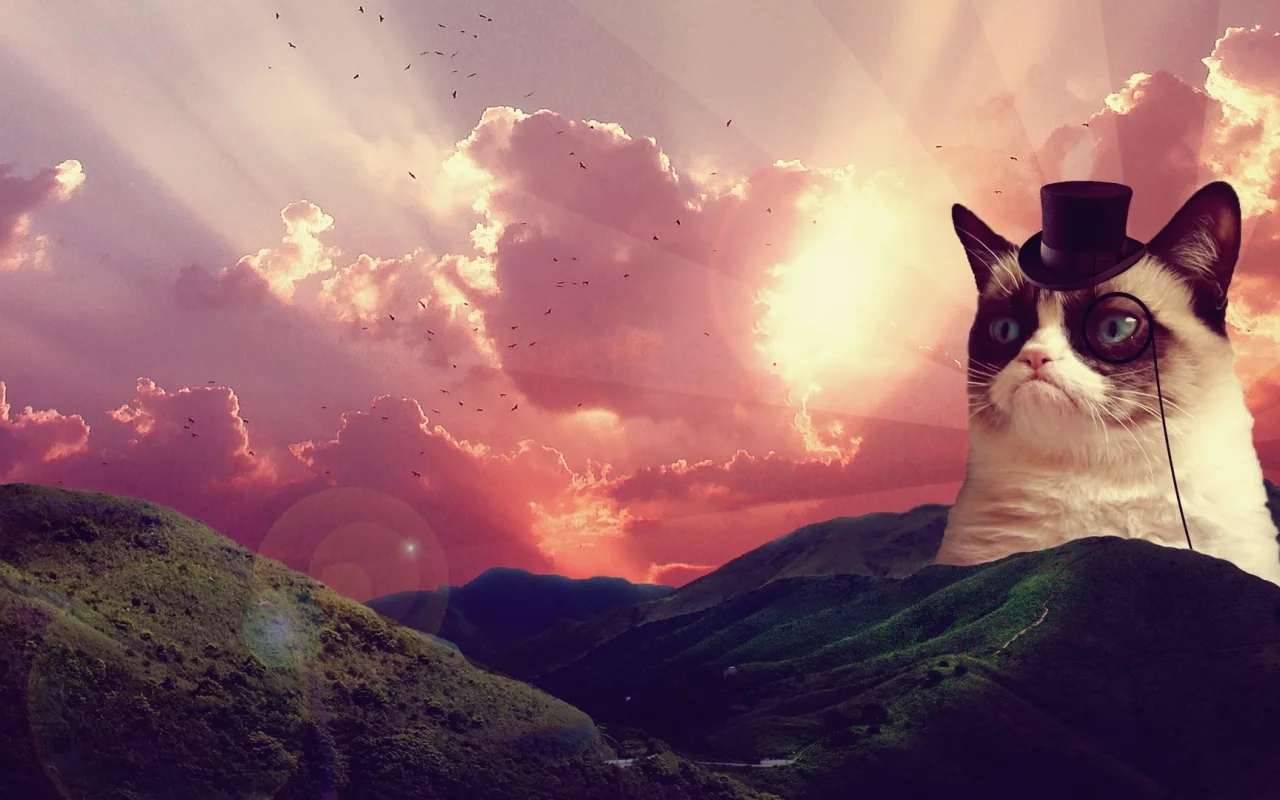 пейзаж, грустный кот, grumpy cat, восход