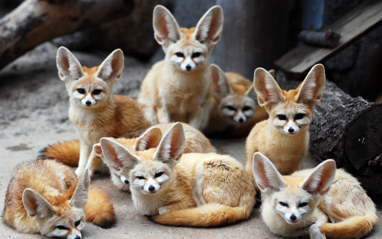 фенек, ушастые, животные, лисы, fennec fox