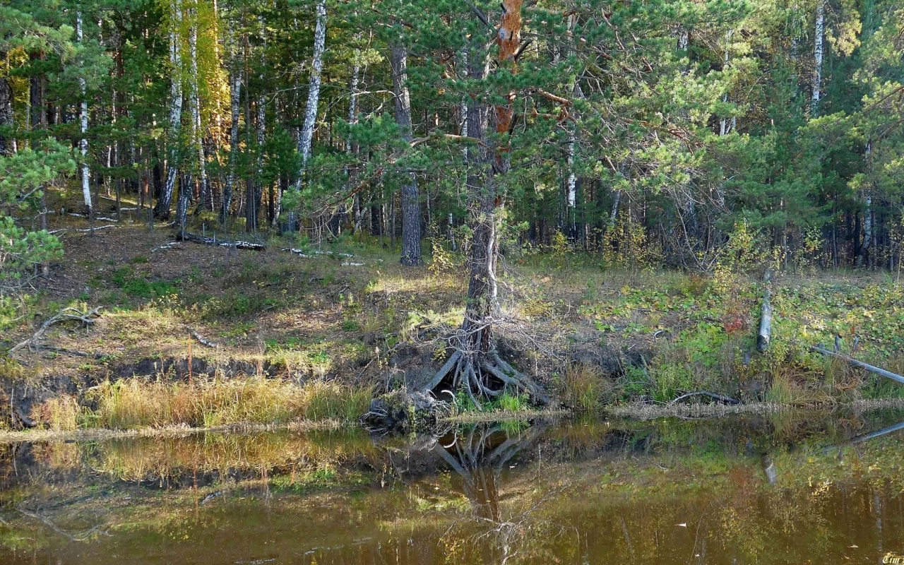 река, берег, деревья