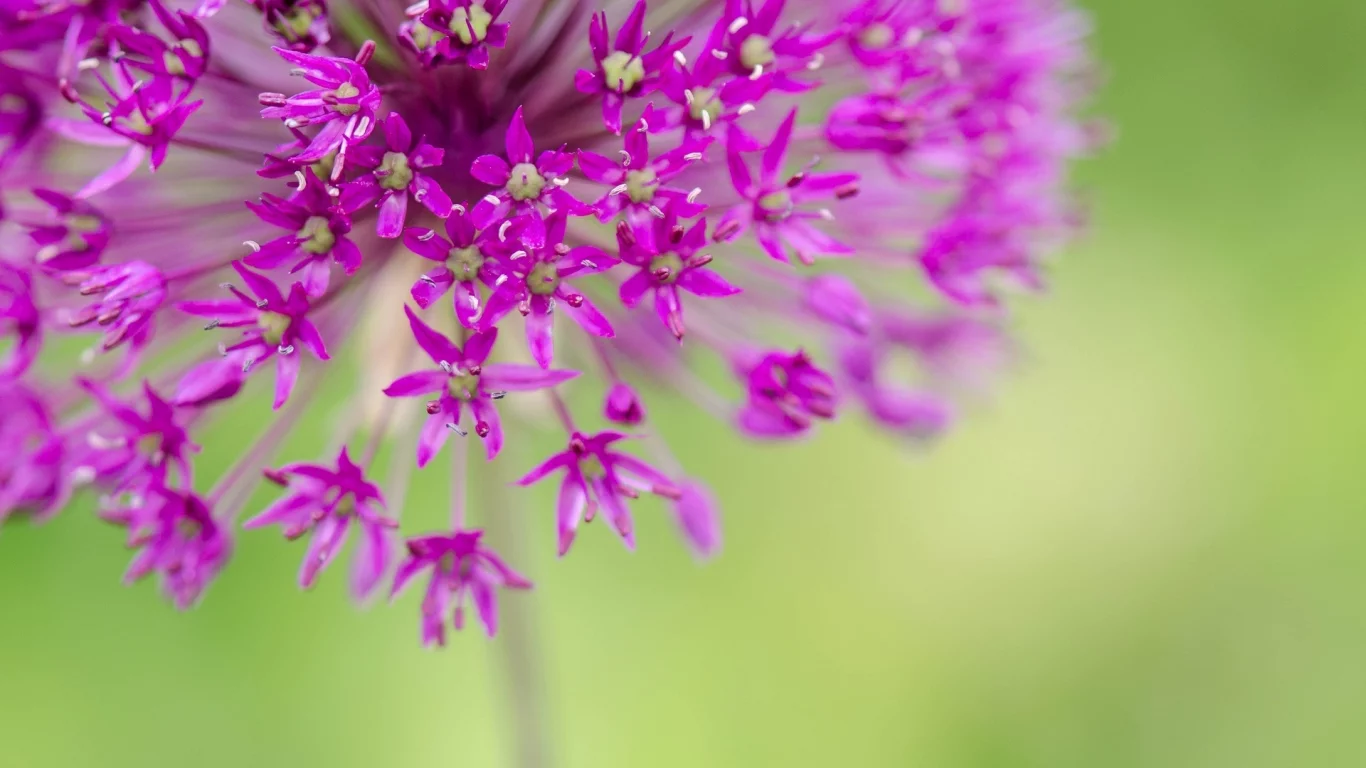 розовый, цветочки, flower, цветы, макро, цветочек