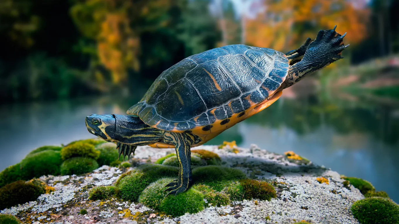 мох, камень, танец, черепаха, ninja turtle, море, животное, океан, панцирь, тартила, песок, вода