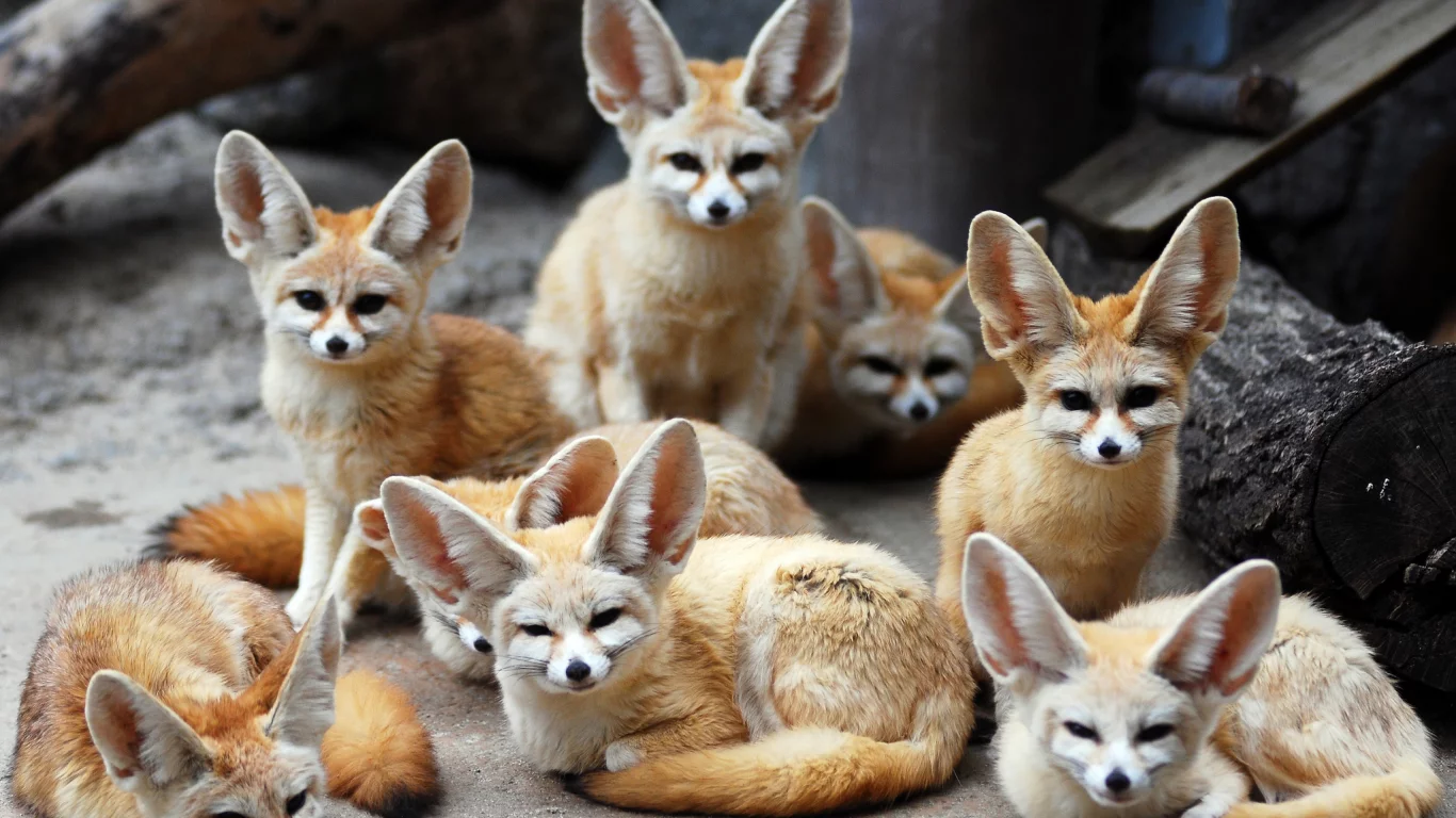 фенек, ушастые, животные, лисы, fennec fox